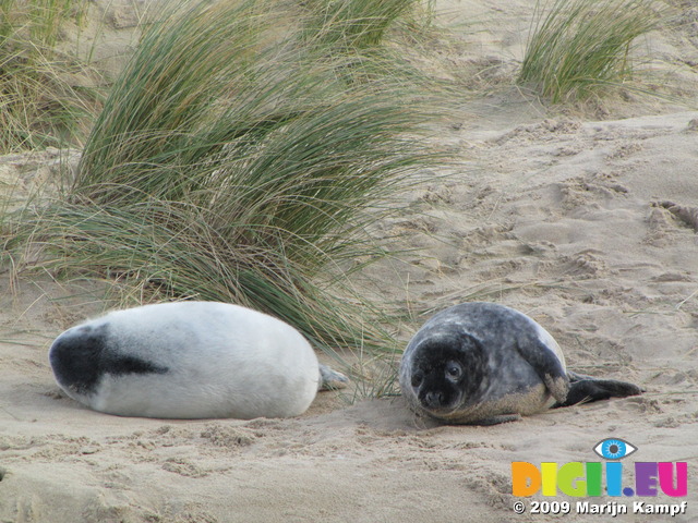 SX11285 Cute Grey or atlantic seal pups on beach (Halichoerus grypsus)